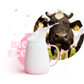 cow and jug of milk